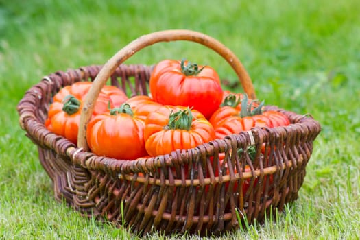 basket full of freshly harvested tomatoes lying in the summer grass