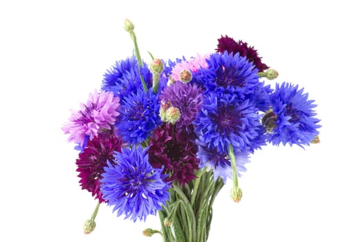 cornflowers on white background