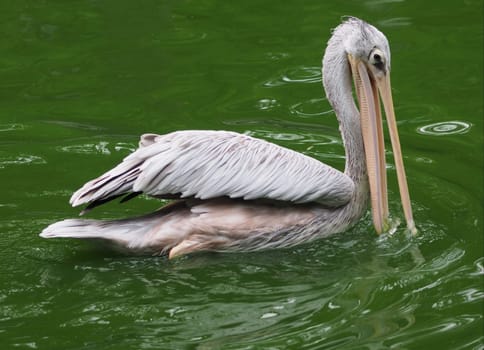 Rubella pelican
