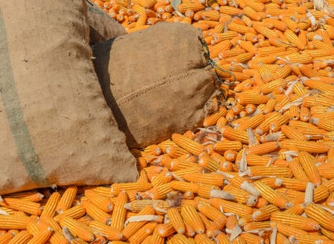 Maize heap at the harvest site