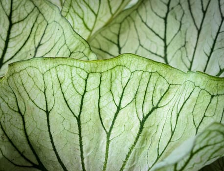 Closeup of caladium leaf texture background. White leaf with green veins