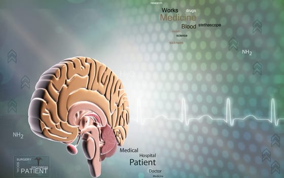 Digital illustration of brain in colour background