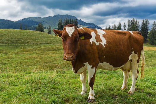 Swiss spotted cattle