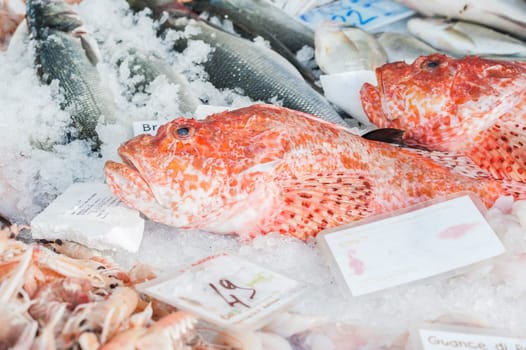 Scorpion fish for sale at the local outdoor market