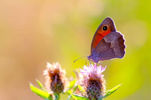 Butterfly on a wild summer flower