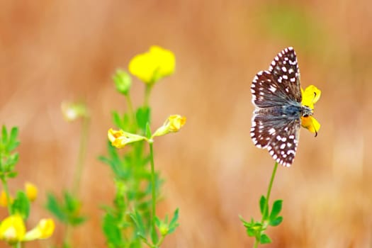 Butterfly on a wild summer flower