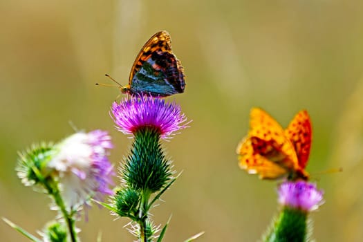 Butterfly on a wild summer flower