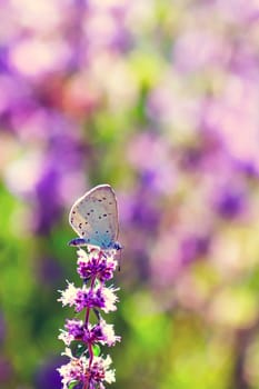 Butterfly on a wild summer flower
