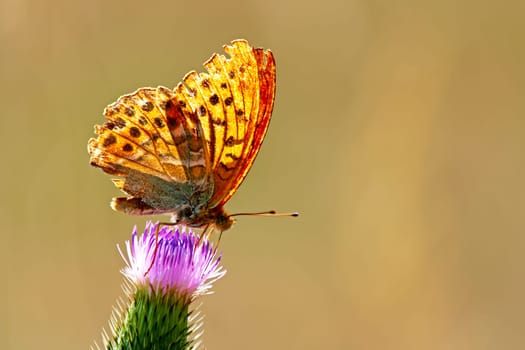 Butterfly on a wild summer flower