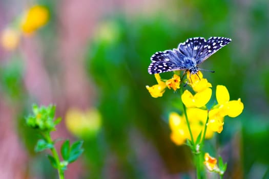 Butterfly on a wild summer flower