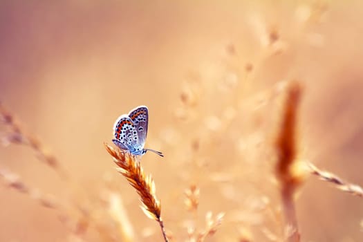 Butterfly in nature