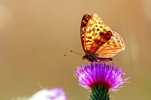 Butterfly on a wild summer flower