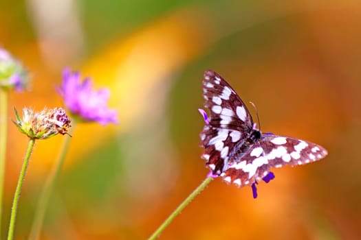 Butterfly on a wild summer flower