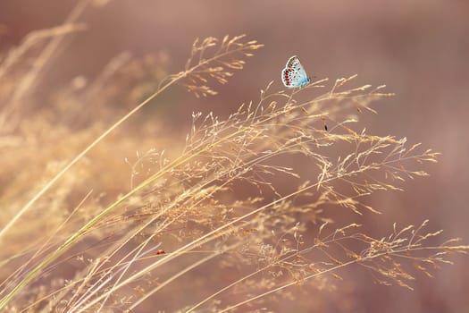 Butterfly in nature