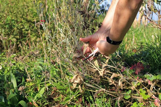 A woman cuts flowers during gardening in autumn