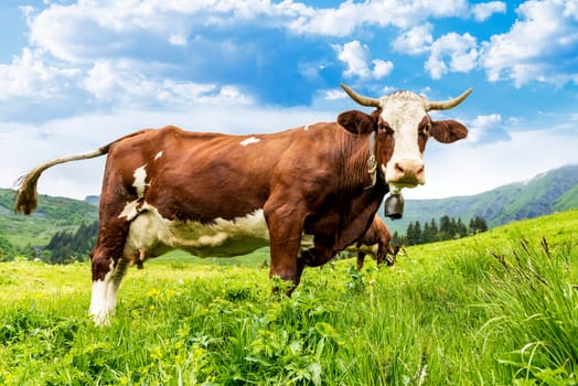 Cow, farm animal in the french alps, Abondance race cow, savy, beaufort sur Doron