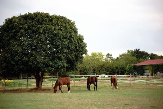 Three brown horses stand in the gate of a riding stable under a deciduous tree.