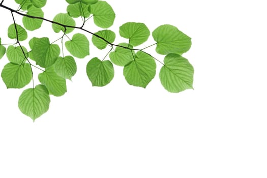 Branch with fresh green leaves - isolated on white background