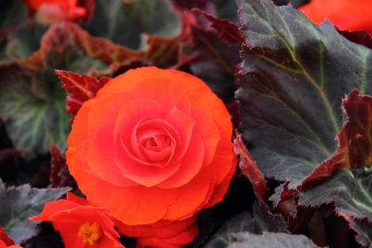 Red Begonia flower blossom