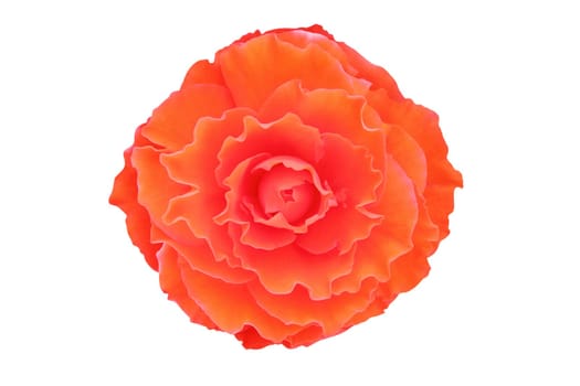 Begonia flower isolated on white background