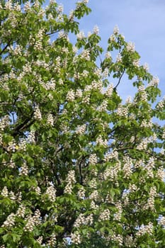 Horse chestnut (Aesculus hippocastanum, Conker tree) flowers