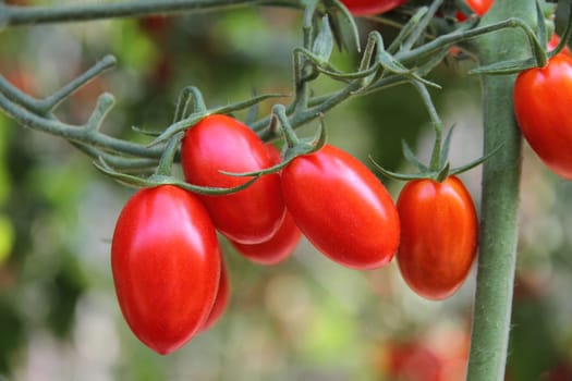 Fresh tomatoes plants
