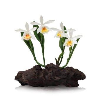 White orchid on white background