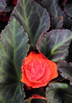 Red Begonia flower blossom