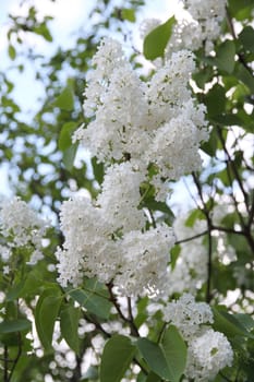White Syringa Vulgaris flower blossoming in spring