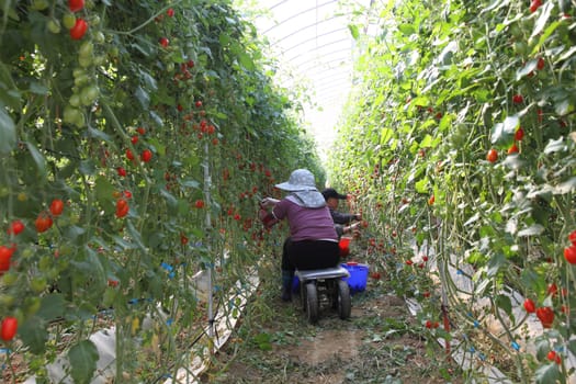 Workers harvest tomatoes in the organic greenhouse