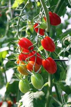 Fresh tomatoes plants