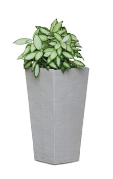 Potted house plant isolated in white background - Diffenbachia