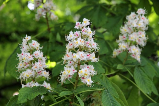 Horse chestnut (Aesculus hippocastanum, Conker tree) flowers