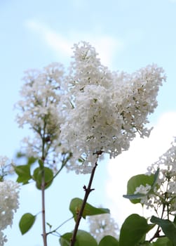 White Syringa Vulgaris flower blossoming in spring