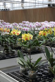 Flower nursery