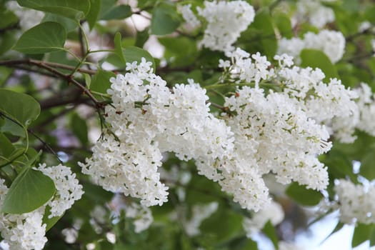 White Syringa Vulgaris flower blossoming in spring