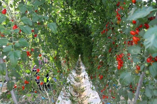 Organic tomato farm