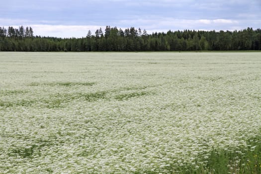 Flower field