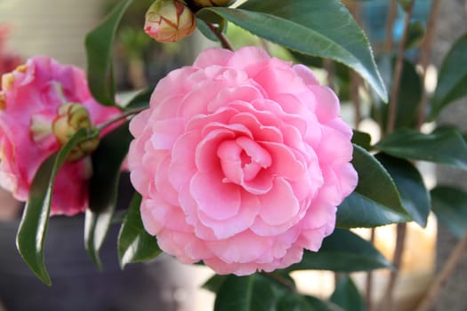 Camellia flower blossoming
