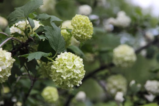 Snowball flower (Viburnum opulus) blossoming in spring