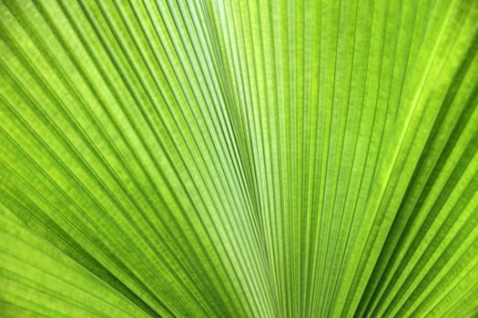 Texture of green palm leaf
