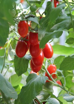 Fresh tomatoes plants