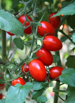 Fresh tomatoes plants