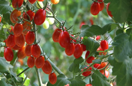 Fresh tomatoes plants