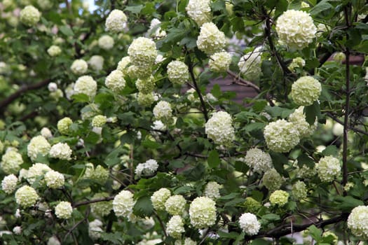 Snowball flower (Viburnum opulus) blossoming in spring