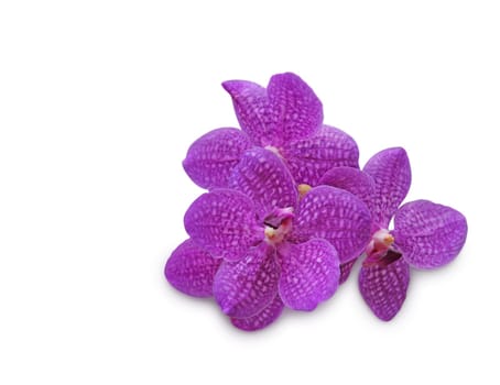 Purple orchid flower (Vanda coerulea) on white background