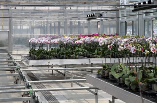 Flower nursery