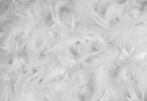 White feather background - bird