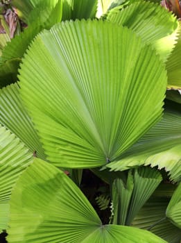 Green palm leaf