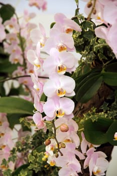 Pink orchid flowers blossoming